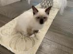 Litter 4 - Ragdoll Kitten For Sale - Charlotte, NC, US