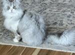 KILO - British Shorthair Cat For Adoption - Boise, ID, US