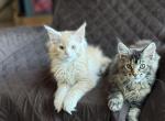 Peaches & Cream - Maine Coon Kitten For Sale - 