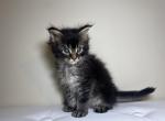 Leo - Maine Coon Kitten For Sale - New Park, PA, US