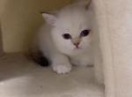 Snowbell - British Shorthair Kitten For Sale - Paterson, NJ, US