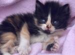 Cuddly Polly - Polydactyl Kitten For Sale - Battle Ground, WA, US