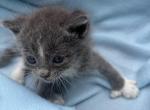 Finn - Polydactyl Kitten For Sale - Battle Ground, WA, US