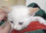 Flame point Siamese - Siamese Kitten For Sale - Schofield, WI, US