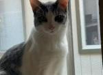 Major Mac - Domestic Cat For Adoption - CA, US