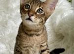 Goldie F2 - Savannah Kitten For Sale - Bradenton, FL, US