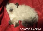 Balinese Seal Point M Siamese - Siamese Kitten For Sale - NY, US