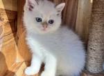 Cream Point British Shorthair Male Kitten - British Shorthair Kitten For Sale - Auburn, WA, US