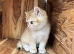 British Shorthair Male Gold - British Shorthair Kitten For Sale - Auburn, WA, US