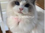 Beautiful Blue Bicolor Ragdoll Kittens - Ragdoll Kitten For Sale - Palos Park, IL, US