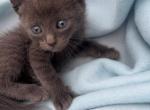 Milo - Russian Blue Kitten For Sale - Battle Ground, WA, US