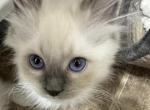 Purebred mitted blue point female Ragdoll - Ragdoll Kitten For Sale - Beavercreek, OH, US