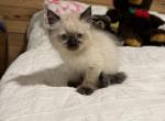 Вella - Himalayan Kitten For Sale - Midland, NC, US