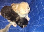 Red - Persian Kitten For Sale - NV, US