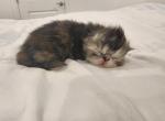 Calico Boy - Persian Kitten For Sale - NV, US