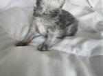 Grey baby Boy - Persian Kitten For Sale - NV, US