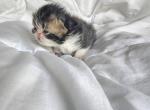 CaliCo girl - Persian Kitten For Sale - 