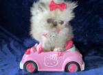 Magicattery Bella Blue - Persian Kitten For Sale - Long Beach, CA, US