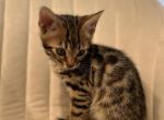 Simba - Bengal Kitten For Sale - Santa Ana, CA, US