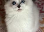 Ice - Ragdoll Kitten For Sale - 