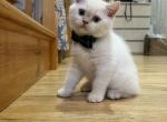 Casper - Scottish Straight Kitten For Sale - Staten Island, NY, US