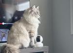 Pinky - Siberian Cat For Sale - New City, NY, US