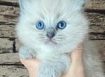 Female Ragdoll Kitty - Ragdoll Kitten For Sale - Warwick, RI, US