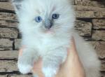 Male Ragdoll Kitty - Ragdoll Kitten For Sale - Warwick, RI, US