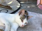 Wang - Domestic Kitten For Adoption - 