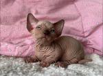 Fiona Fialka Fancy - Bambino Kitten For Sale - 