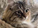 Sesame of FirCountry Siberians - Siberian Cat For Sale - 