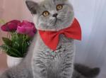 Female blue color spayed - British Shorthair Kitten For Sale - 