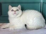 Ola - British Shorthair Kitten For Sale - 