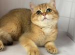 Toto - British Shorthair Kitten For Sale - Los Angeles, CA, US