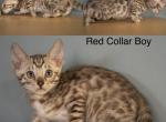 Khaleesi Snow Litter - Bengal Kitten For Sale - Casa Grande, AZ, US