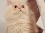 Cheddar - Persian Kitten For Sale - Gladstone, VA, US