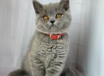 Female blue color - British Shorthair Kitten For Sale - 