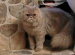 Sterling and Silva - Persian Kitten For Sale - 