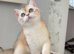 Tosha - British Shorthair Kitten For Sale - 