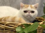 Extreme face boy decreased - Exotic Kitten For Sale - 