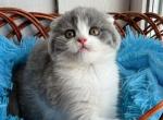 Male bicolor - Scottish Fold Cat For Sale - Brooklyn, NY, US