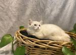 Morticia decreased - Minuet Kitten For Sale - Milford, OH, US