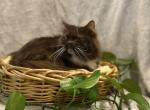 Chocolate standard decreased - Minuet Cat For Sale - 