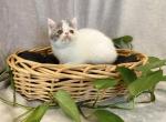 Extreme boy Oliver - Exotic Kitten For Sale - 