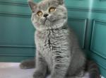 Bahara - British Shorthair Kitten For Sale - Brooklyn, NY, US