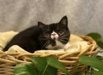 Pontiac little tuxedo boy - Exotic Kitten For Sale - Milford, OH, US