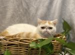 Boys and girls short hair Persians decreased - Persian Kitten For Sale - 