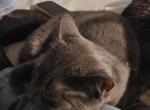 Tempest - Russian Blue Cat For Adoption - Corona, CA, US