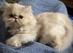 Spot Reasonable offers - Persian Kitten For Sale - Canon City, CO, US