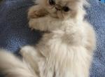 Spot - Persian Kitten For Sale - 